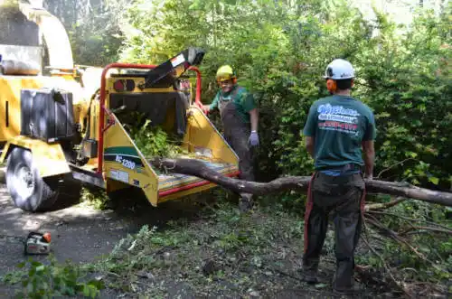 tree services Mount Plymouth